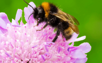 How to Treat a Bee Sting at Home vs. When to Seek Care