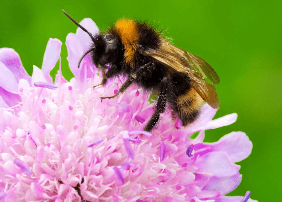 How to Treat a Bee Sting at Home vs. When to Seek Care