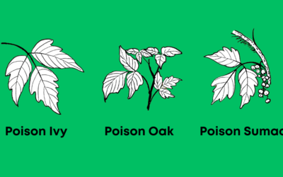Watch Out for Poison Ivy, Poison Oak, Poison Sumac, and Other Springtime Rashes!